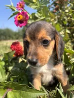 Duke, a male Beagle for sale in Augusta, MO – 3 of 9