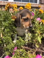 Lady, a female Beagle for sale in Augusta, MO – 6 of 6