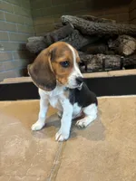 Buck, a male Beagle for sale in Augusta, MO – 6 of 10