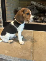 Buck, a male Beagle for sale in Augusta, MO – 3 of 10