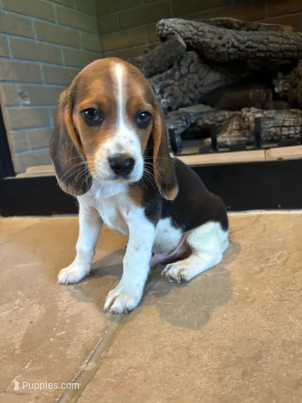 Buck – Beagle puppy for sale in Augusta, MO
