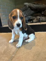 Buck, a male Beagle for sale in Augusta, MO – 1 of 10