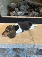Clover, a female Beagle for sale in Augusta, MO – 7 of 10