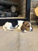 Duke, a male Beagle for sale in Augusta, MO – 3 of 8