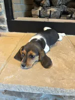 Clover, a female Beagle for sale in Augusta, MO – 5 of 10