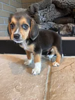 Buddy, a male Beagle for sale in Augusta, MO – 8 of 9