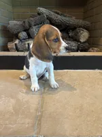 Buck, a male Beagle for sale in Augusta, MO – 4 of 10