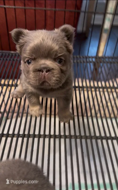 Cupcake  – French Bulldog puppy for sale in Union City, GA