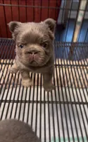 Cupcake , a female French Bulldog for sale in Union City, GA – 1 of 6