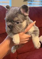 Venus, a female French Bulldog for sale in Union City, GA – 3 of 6