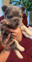 Venus, a female French Bulldog for sale in Union City, GA – 2 of 6