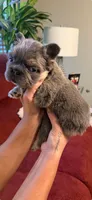 Cupcake , a female French Bulldog for sale in Union City, GA – 6 of 6