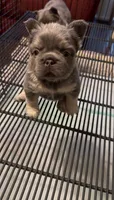 Venus, a female French Bulldog for sale in Union City, GA – 5 of 6