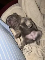 Cupcake , a female French Bulldog for sale in Union City, GA – 3 of 6