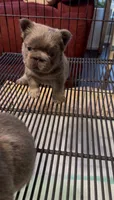 Cupcake , a female French Bulldog for sale in Union City, GA – 2 of 6