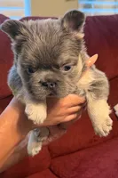 Venus, a female French Bulldog for sale in Union City, GA – 6 of 6