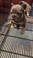Venus, a female French Bulldog for sale in Union City, GA – 4 of 6