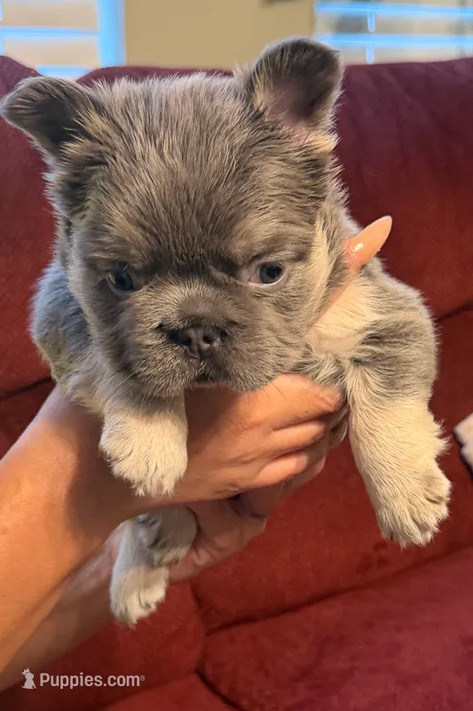 Venus – French Bulldog puppy for sale in Union City, GA
