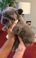 Cupcake , a female French Bulldog for sale in Union City, GA – 5 of 6