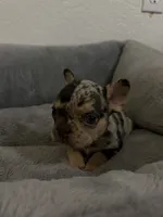 Half face Boy, a male French Bulldog for sale in Sacramento, CA – 2 of 3