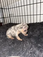 Runtz, a female French Bulldog for sale in Sacramento, CA – 6 of 6