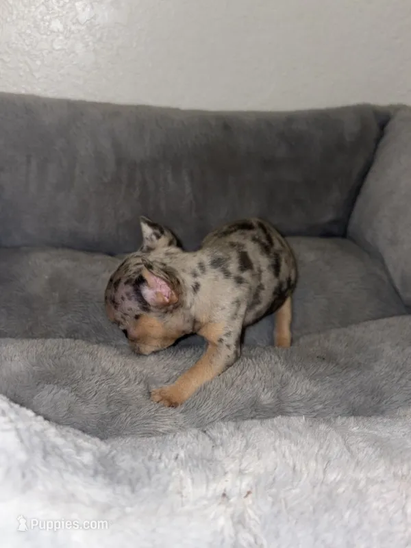 Runtz – French Bulldog puppy for sale in Sacramento, CA