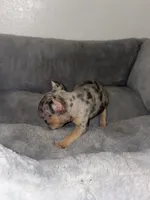 Runtz, a female French Bulldog for sale in Sacramento, CA – 1 of 6