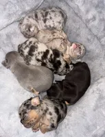 Runtz, a female French Bulldog for sale in Sacramento, CA – 2 of 6