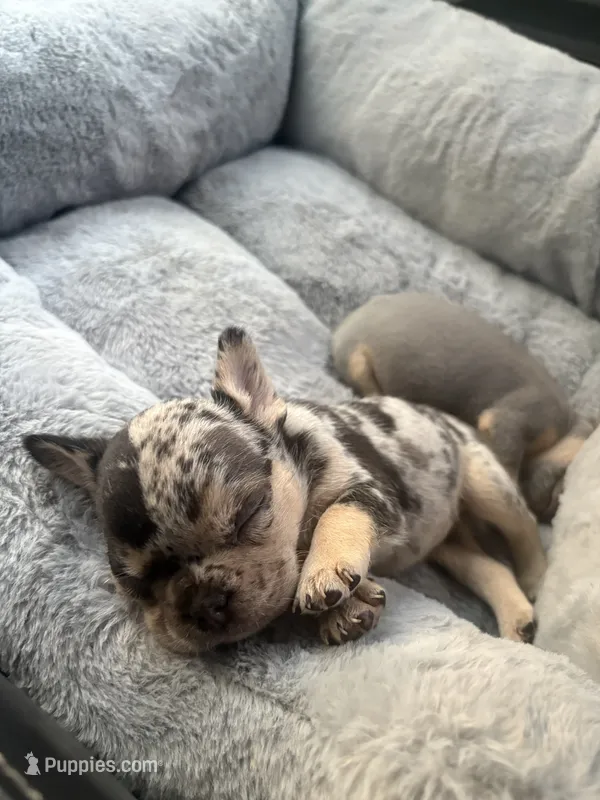 Half face Boy – French Bulldog puppy for sale in Sacramento, CA