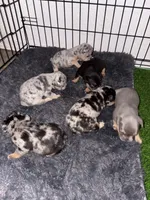 Olive , a female French Bulldog for sale in Sacramento, CA – 2 of 5