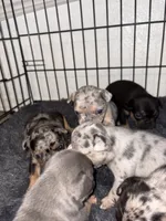 Runtz, a female French Bulldog for sale in Sacramento, CA – 4 of 6