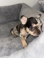 Half face Boy, a male French Bulldog for sale in Sacramento, CA – 3 of 3