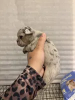 Olive , a female French Bulldog for sale in Sacramento, CA – 5 of 5