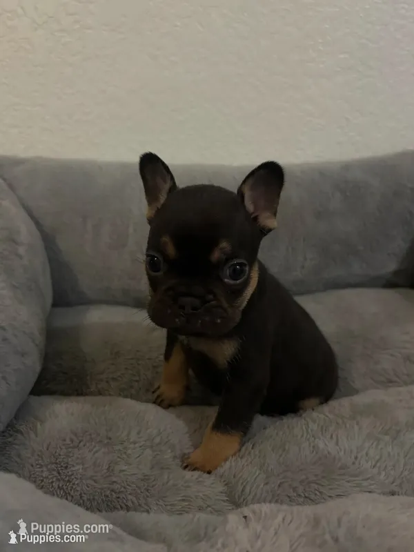Fat boy  – French Bulldog puppy for sale in Sacramento, CA