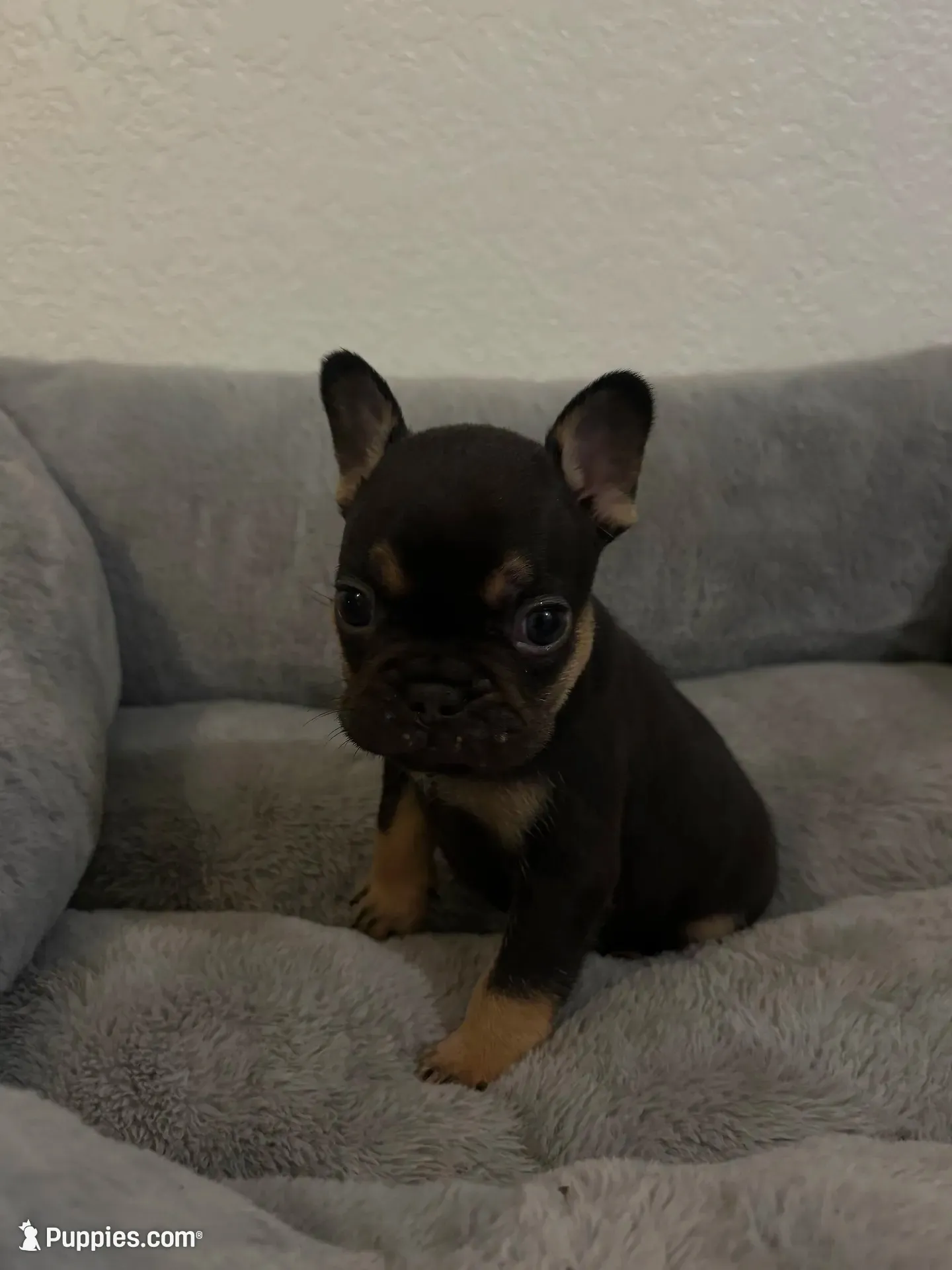 Fat boy , a male French Bulldog for sale in Sacramento, CA – 1 of 3