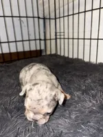 Runtz, a female French Bulldog for sale in Sacramento, CA – 3 of 6