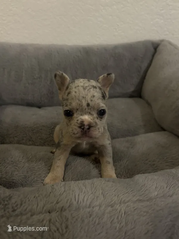 Olive  – French Bulldog puppy for sale in Sacramento, CA
