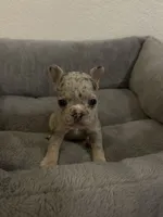 Olive , a female French Bulldog for sale in Sacramento, CA – 1 of 5