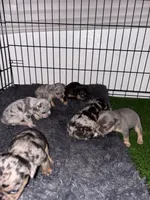 Olive , a female French Bulldog for sale in Sacramento, CA – 4 of 5