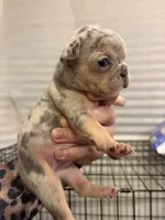 Runtz, a female French Bulldog for sale in Sacramento, CA – 5 of 6