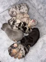 Fat boy , a male French Bulldog for sale in Sacramento, CA – 2 of 3