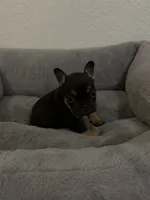 Fat boy , a male French Bulldog for sale in Sacramento, CA – 3 of 3