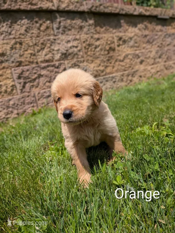 Orange – Golden Retriever puppy for sale in Black River Falls, WI