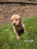 Orange, a female Golden Retriever for sale in Black River Falls, WI – 1 of 1