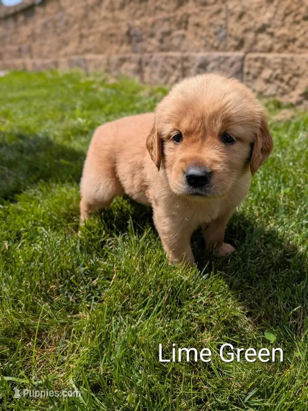 Lime Green  – Golden Retriever puppy for sale in Black River Falls, WI