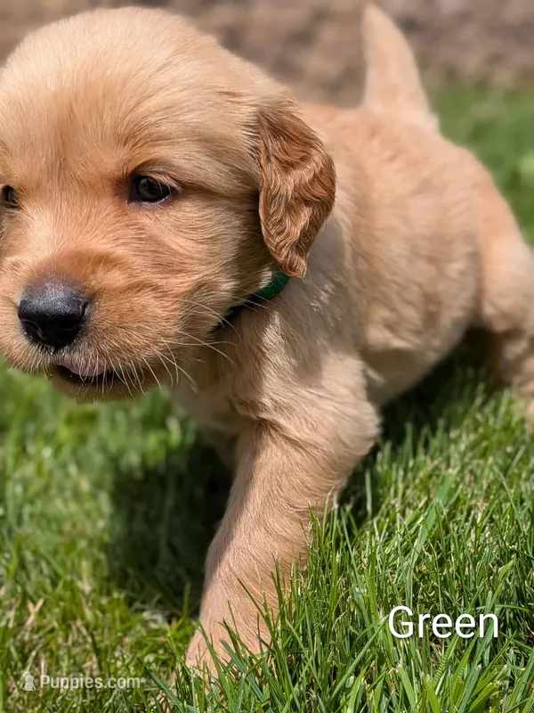 Green – Golden Retriever puppy for sale in Black River Falls, WI