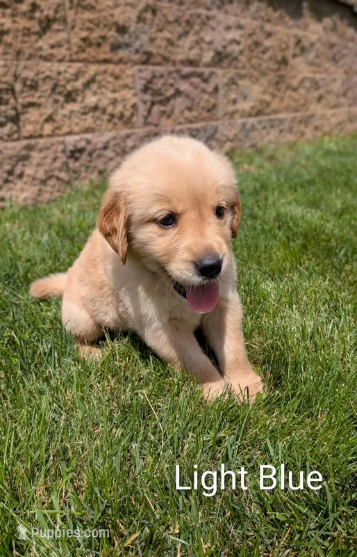 Light Blue  – Golden Retriever puppy for sale in Black River Falls, WI