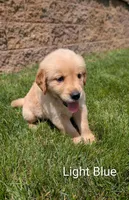 Light Blue , a female Golden Retriever for sale in Black River Falls, WI – 1 of 1