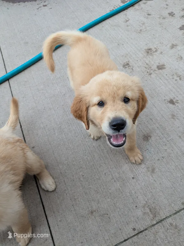 Light Blue  – Golden Retriever puppy on hold in Black River Falls, WI