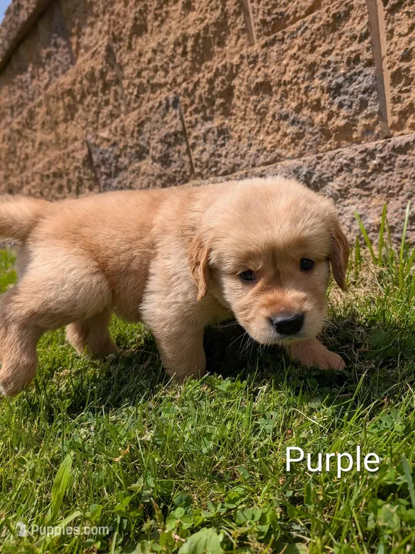 Purple – Golden Retriever puppy for sale in Black River Falls, WI